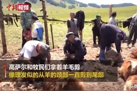 新疆：绵羊开启“夏装”剪一只600秒图片
