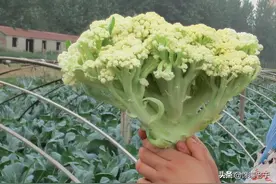 买花菜时，买紧花还是散花的好？看似一样区别挺大，看完别再买错图片