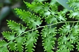 胡博士说中药｜清热通淋，利水消肿，还能排石，聊聊海金沙图片