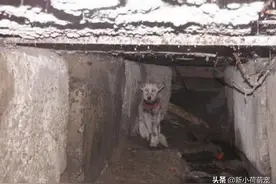 下水道传来凄惨叫声，女子拿出手机拍照，看见照片却突然泪流满面图片