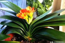 9月养君子兰，换盆学“1招”，用上“2种肥”，根壮叶绿、花旺图片