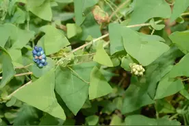 这种带刺的野草，是蛇的克星，果子不仅好吃还是一种草药图片