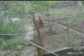 让人哭笑不得！  顽皮猴子“造访”农家院落“大闹天宫”图片