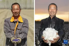 新疆棉农老陆：春播希望 秋收幸福图片