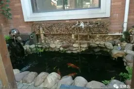多图预警 | 5吨鲤池推倒重建的全过程图片