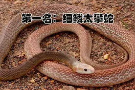 盘点陆地上毒性最强的生物，只可远观而不可亵玩焉图片