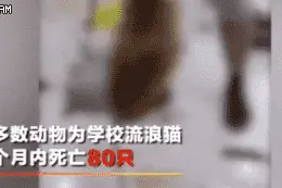 短短60天，80只猫被虐杀：地狱坦荡荡，恶魔在人间图片