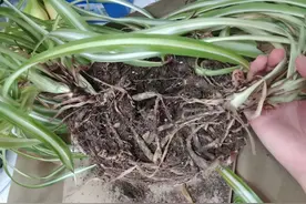养花容易烂根，植物会有4个表现，早了解早发现，处理得当还有救图片
