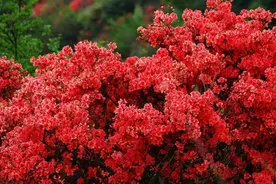 广东风景旖旎赏花地，杜鹃花开红满天，位于三地交界处图片