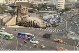 神回复：南方的猫和北方的猫的区别图片