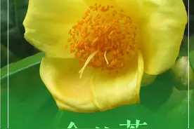 金花茶：耀眼夺目的“茶族皇后”图片
