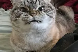 私生饭到底有多恶心？图片