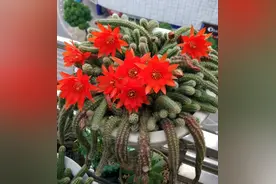 白檀仙人掌怎么养？通过2方面，顺利开爆花，不停生小崽图片