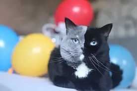 世界上最罕见的双面猫喜当爹！幼崽精准遗传，网友看出来是亲生的图片