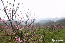 三月桃花开，快来这里打卡！图片