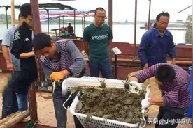 寿命不到3年，交配完死一半，以前吃不起，如今卖不动，谁的错？图片