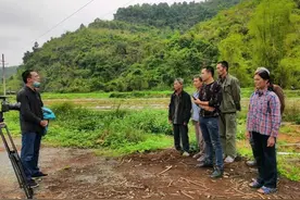扛过“疫情”却躲不过“减蕉增蔗”！广西龙州蔗蕉之争再起，7成蕉园上千工位或不保图片