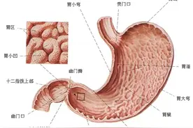 听医生的话丨把胃饿小？切胃减肥？没那么简单！图片