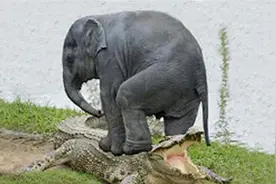 搞笑GIF：来来来，师傅抽根烟！你跟我说说你是怎么开上去的？图片