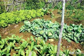 农村菜园种菜还单用化肥？试试这样用肥料，叶菜生长又快又绿图片