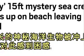 海滩惊现4米长神秘海兽尸体，网络推理大赛又开始了图片