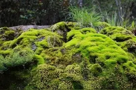 微型盆景小巧耐看，铺一层“苔藓”颜值高，养护简单喷水就活图片