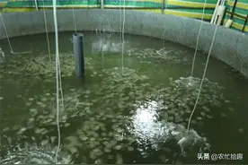 “自救式”的暴涨，仅一周从12元到18元，养殖户仍坚持惜售图片