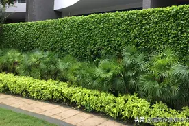 22种私家庭院常用的围墙绿篱，希望对您有用图片