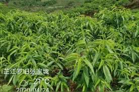 桃树花后用药组合套餐图片