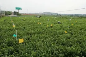 横县：茉莉花香飘扶贫路图片
