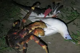 渔民半夜听到有动物惨叫声，出门一看乐坏了，这波不亏图片