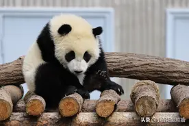 耿达熊猫幼儿园的老干部-珍川川小朋友图片