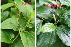 这种植物跟假蒌放一起能以假乱真，误食会不会中毒？牢记以下四点图片