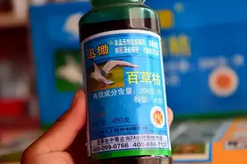 13岁女孩喝一小口百草枯，肺部大量纤维化，只剩一小块！那些喝下百草枯又后悔了的人，怎么样了？图片