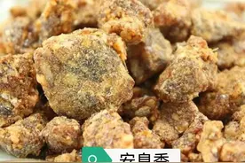 中药古今研究：安息香图片