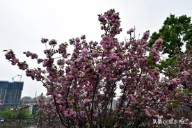 兴仁东湖公园：悠悠春意 樱花盛开图片