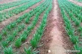 韭菜移栽正当时，错过时机等明春图片