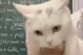 初三老师带猫上网课意外走红，网友：猫猫被迫营业图片