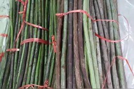 严冬季节时批次制作树型月季、棒棒糖月季的极超常规的试验图片