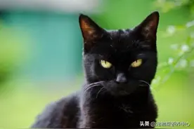 小猫咪这种生物有多勇敢？黑熊、鳄鱼、大象...什么都敢打图片