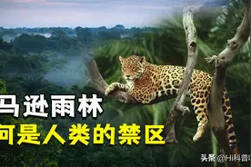 动物的天堂却是人类禁区，亚马逊雨林里面有什么，为何如此恐怖？图片