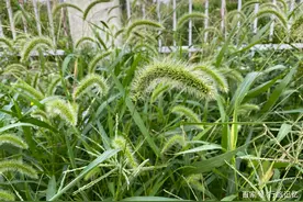 寻常见的狗尾草，其实非常不寻常图片