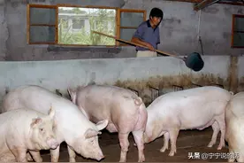 养猪是否进入到了“歧途”为什么各个地方不愿让农民在家养猪呢？图片