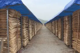 平和鑫源祥木业赶订单，忙招工，企业生产红火图片