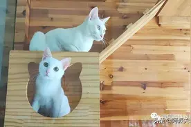 皑皑：曾在寒冬中差点被处理掉的三只纯白奶猫，最后就剩它没有家图片