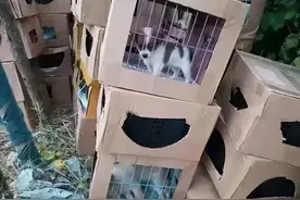 上百只活体宠物盲盒被遗弃在小区门口，奶猫奶狗哀嚎不止，有的已经死亡！中通快递客服：正核实调查图片