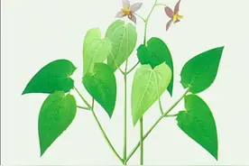 中药“淫羊藿”的由来图片