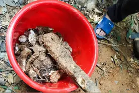 有谁挖过？多么痛的领悟。。。不过很开心，野生山药。图片