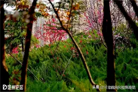 河北定州：又是人间四月天，送你一组美爆了的春天！图片