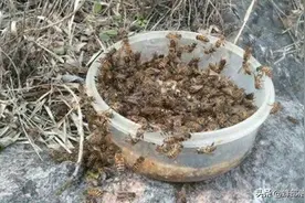 白酒浸泡淘汰蜂王等于绝密诱蜂水，真的假的？看似科学却不实际图片